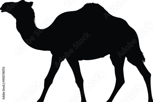 Camel silhouette walking alone in desert landscape viewed from side