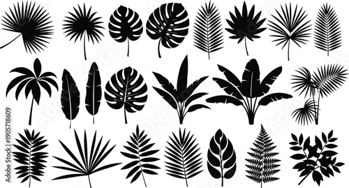 Tropical leaf silhouette collection palm monstera banana botanical foliage set black white nature vector illustration