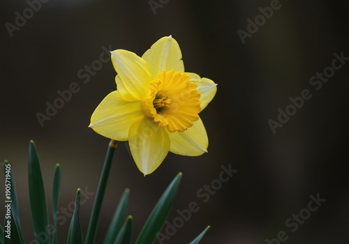 Delicate yellow single daffodil narcissus flower blooming outdoors, showcasing its brilliant trumpet and smooth green stem against a gentle spring background ,plant ,bloom ,green