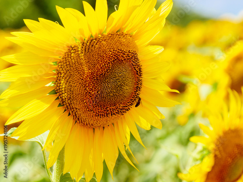 Blooming sunflower with honey bee