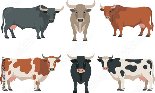 Vector illustration set of different cow breeds farm cattle animals isolated on white background for agriculture and livestock design projects