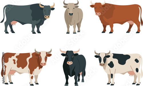 Vector illustration set of diverse cow breeds farm cattle animals isolated on white background for agriculture design and livestock collection