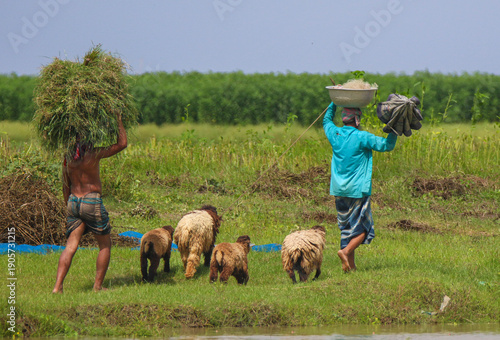 Rural workers tending to sheep in a field