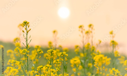 A field of yellow flowers on a sunny day