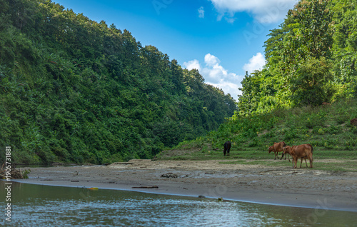 Cows standing on a sandy riverbank surrounded by lush greenery