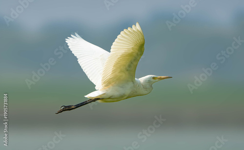 A white bird flying over the water with its wings spread