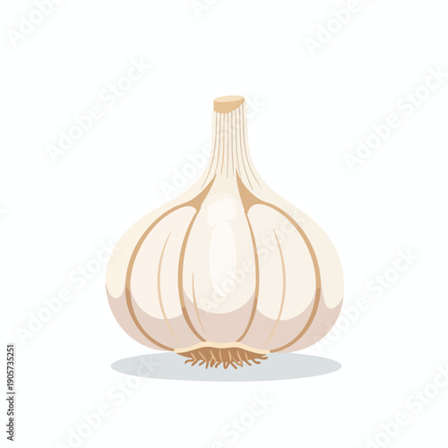 Fresh Whole Garlic Bulb for Cooking and Culinary Use