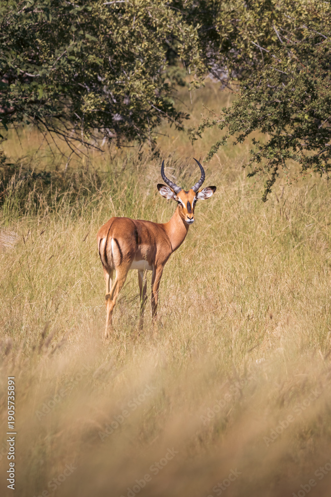 Fototapeta premium Black-faced Impala Antelope Standing Alert in the African Savanna Namibia