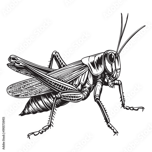 Detailed Black and White Illustration of a Grasshopper insect arthropod