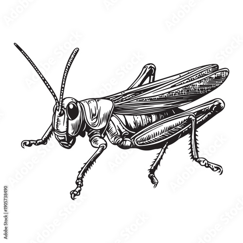 Detailed Black and White Illustration of a Grasshopper insect arthropod