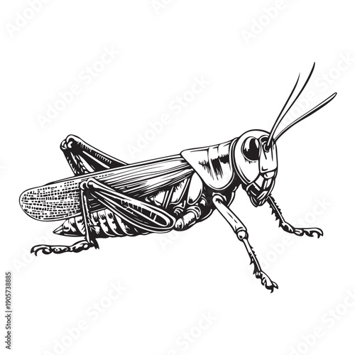 Detailed Black and White Illustration of a Grasshopper insect arthropod