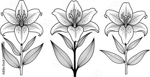Lily Flower Illustration Set Featuring Three Detailed Linear Designs of Blooming Lilies with Elegant Petals and Leaves for Wedding Decor and Botanical Art