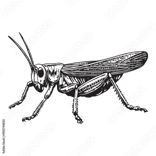 Detailed Black and White Illustration of a Grasshopper insect arthropod