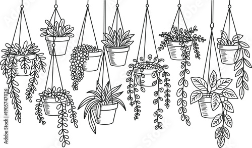 Minimal hanging houseplant illustration set, potted trailing plants, black line art, boho botanical decor, modern indoor interior style, isolated white background