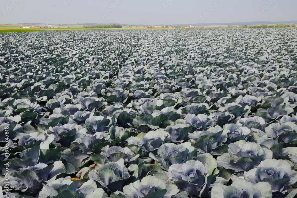 Fototapeta premium Rotkohl, Blaukraut, Brassica oler.var. Capitata f. rubra