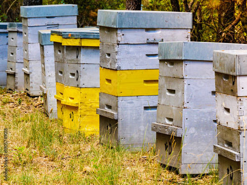 Bee hives in green forest. Beekeeping.