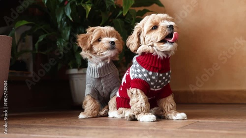 Cute little red Maltipoo puppies wearing Christmas sweaters in a house with flower pots in the background