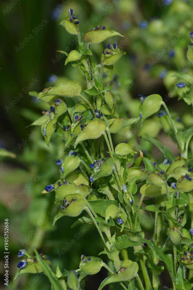 Obraz premium Knollige Tagblume, Commelina tuberosa