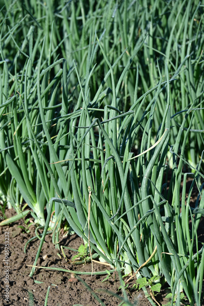 Obraz premium Lauch, Porree, Allium ampeloprasum Lauch-Gruppe, Syn. Allium porrum