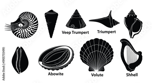 Seashell Types Vector Icons