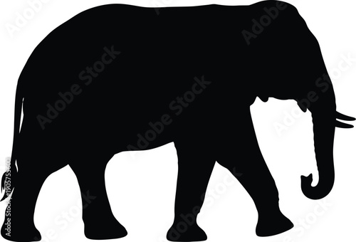 Elephant walks with a steady gait to showcase the majestic silhouette of this large land mammal in a minimalist graphic style.