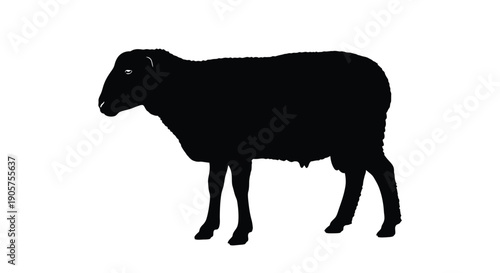 Sheep stands in a simple profile orientation to clearly depict the animal's physical form against a clean white background.