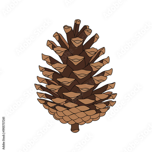 Natural Pine Cone on White Background for Crafting and Decoration