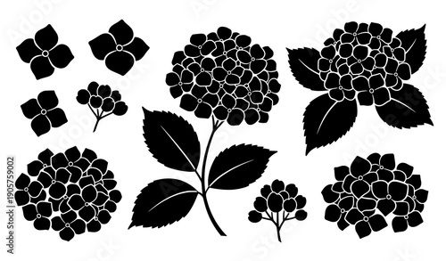 Tableau sur toile Hydrangea flower decorative silhouette vector set with modular leaves and blooms