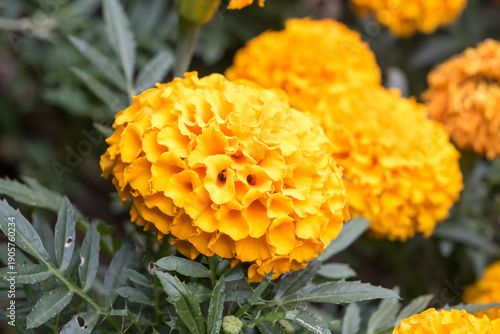 Beautiful African Marigold (Tagetes erecta) flowers.