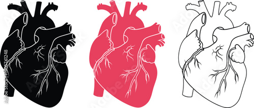 Detailed anatomical human heart vector illustration featuring solid black silhouette, medical red, and professional line art styles