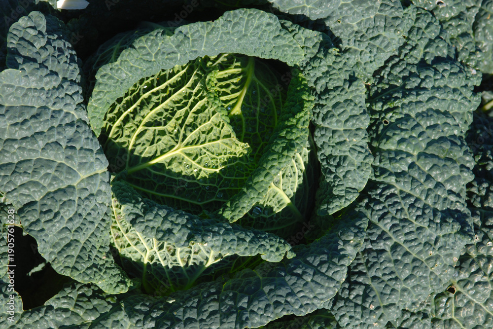 Fototapeta premium Wirsingkohl, Brassica oleracea Var. sabauda
