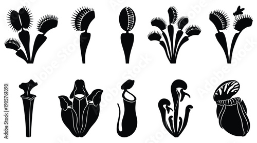 Collection of various black plant silhouettes on white background