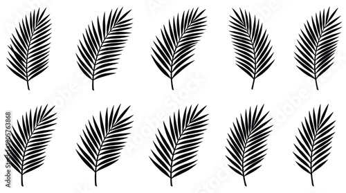 Collection of black palm leaves on white background, tropical illustration set