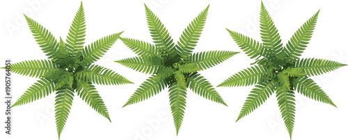 Illustration of Three Green Fern Plants Viewed from Above, Showing Symmetrical Radiating Fronds and Botanical Decorative Design