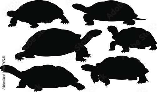 Six black silhouette of tortoises in various poses on a white background turtle