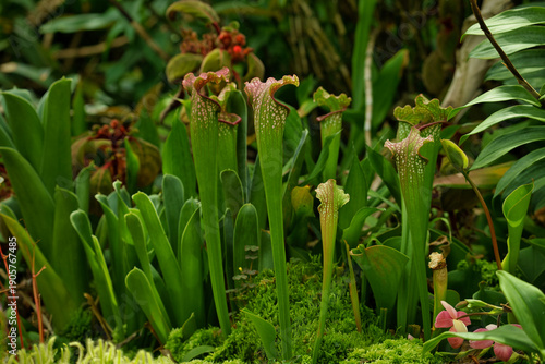 Foto Carnivorous Sarracenia pitcher plants, also known as trumpet pitchers