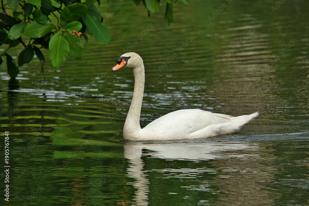 Fototapeta premium white swan on the green lake
