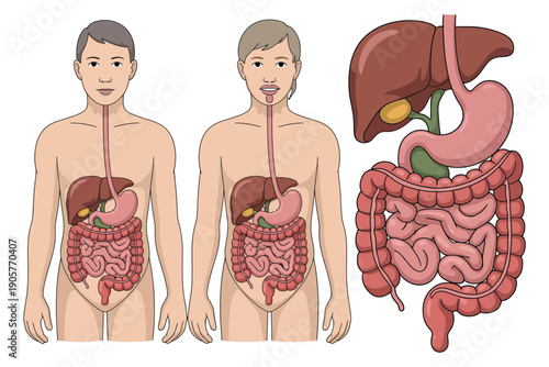 Detailed illustration of the human digestive system and its organs