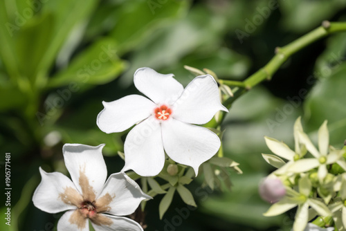 Fotografie Beautiful Sea mango (Cerbera manghas Linn.) flowers.