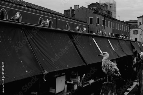 Dramatic monochrome street photography of seagulls at a traditional European fish market in Chioggia near Venice (Veneto region)