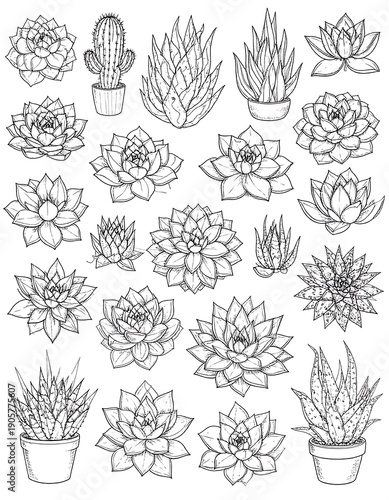Line art collection of various succulents and cacti