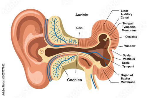 Detailed anatomical illustration of the human ear's intricate structure and pathways for hearing.
