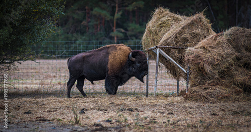 European Bison Feeding Near Haystack in Forest Reserve
