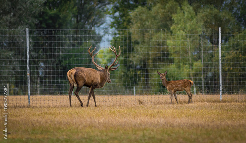 Red Deer Herd in Natural Meadow Habitat
