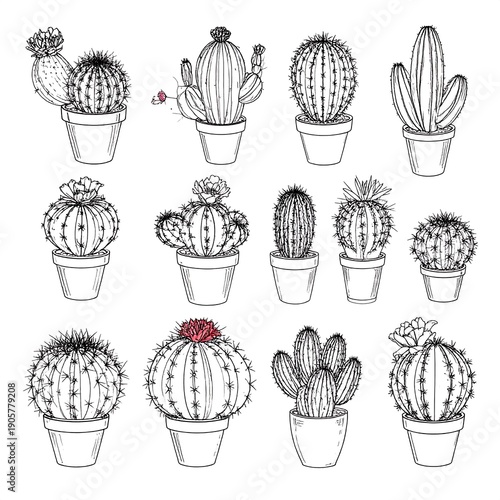 Line art illustration assorted cacti in pots. Simplistic, botanical, monochrome
