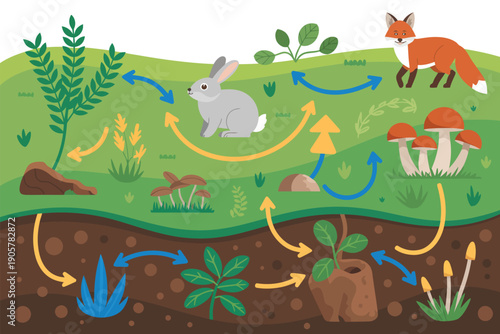 Illustrative depiction of a forest ecosystem with plants, fungi, rabbit, and fox, showing nutrient cycling.