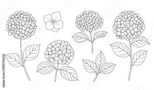Hydrangea flower outline vector set with elegant silhouette leaves isolated on transparent background