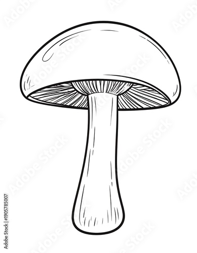 Line art of a mushroom, featuring a smooth cap, defined gills, and a solid, slightly curved stalk shape
