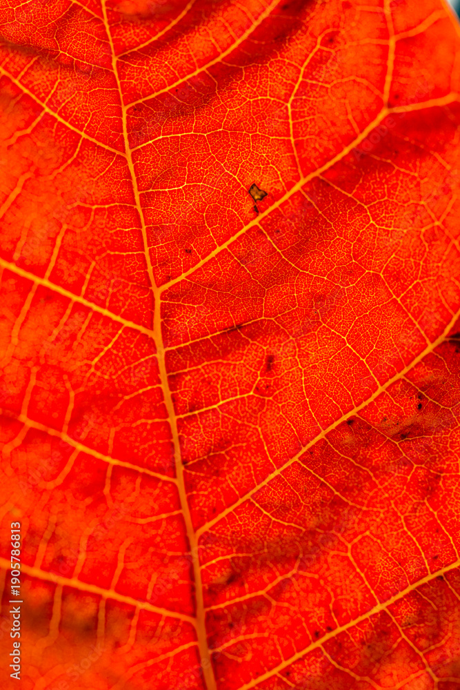 Fototapeta premium feuilles d'automne