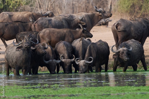Large herd of African Buffalo (Syncerus caffer) drinking at a waterhole in South Luangwa National Park, Zambia